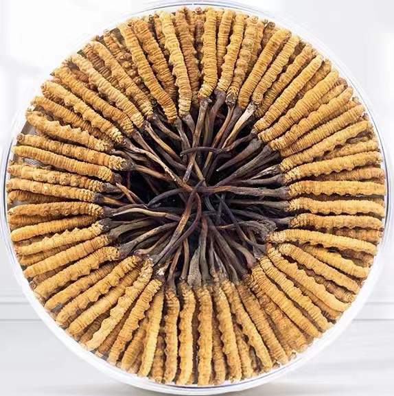 筠连冬虫夏草回收